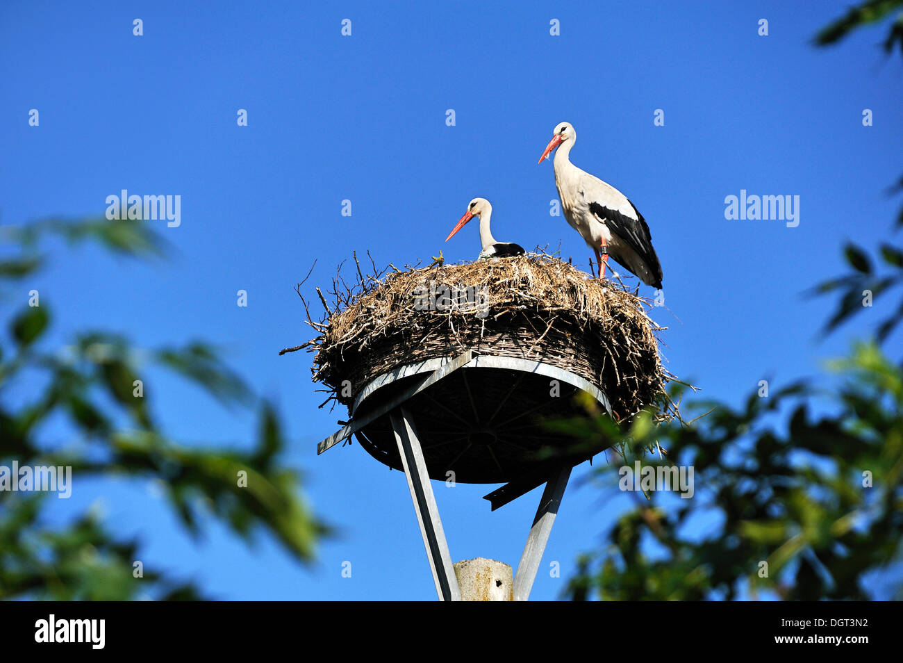 Cigognes blanches (Ciconia ciconia), paire sur un nid contre un ciel bleu, Kuhlrade, Mecklembourg-Poméranie-Occidentale Banque D'Images