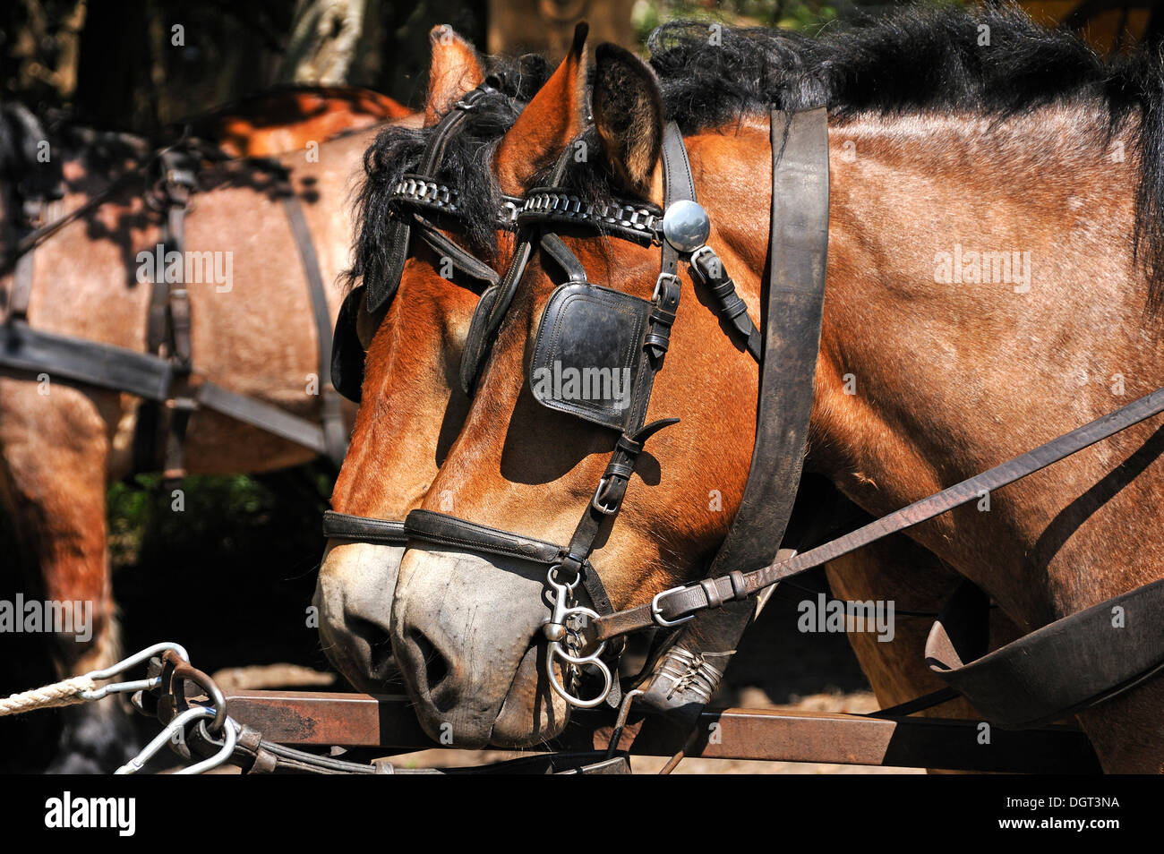 Les chevaux d'un cheval 'TAXI' avec des oeillères, Darsser Ort, centre de Prerow, Darss, Mecklembourg-Poméranie-Occidentale Banque D'Images