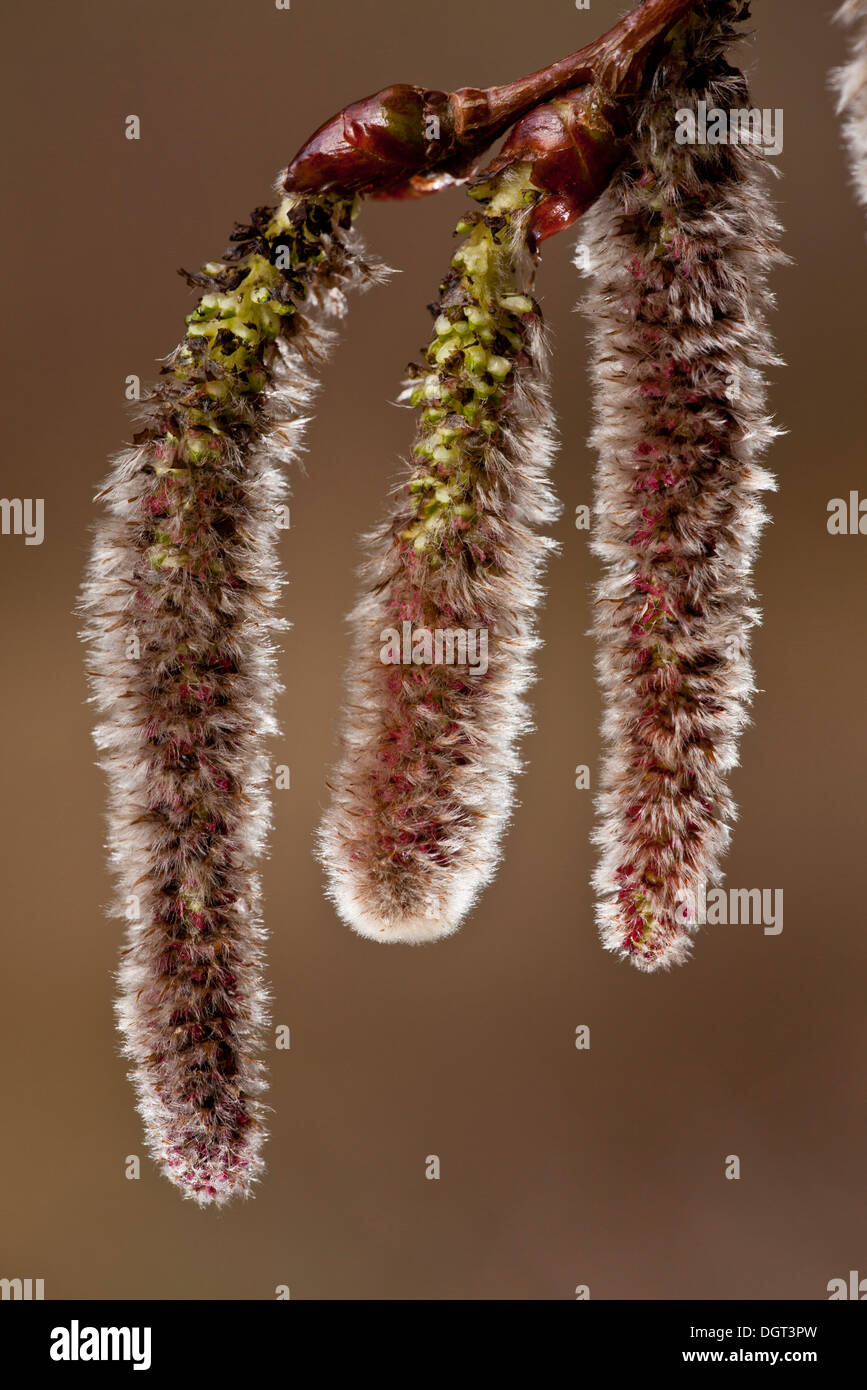 Chatons de peuplier blanc Populus alba, au début du printemps. Banque D'Images