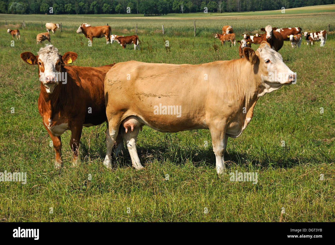 Mère vaches dans un grand pâturage, Fleckvieh bovins, deux vaches debout dans l'avant-plan, Kuhlrade, Mecklembourg-Poméranie-Occidentale Banque D'Images