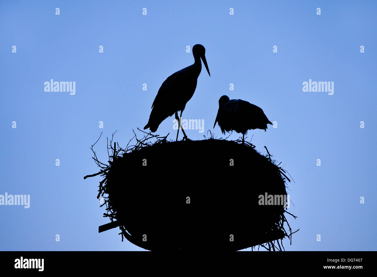 Cigognes blanches (Ciconia ciconia), se découpant sur un nid contre un ciel bleu, Kuhlrade, Mecklembourg-Poméranie-Occidentale Banque D'Images