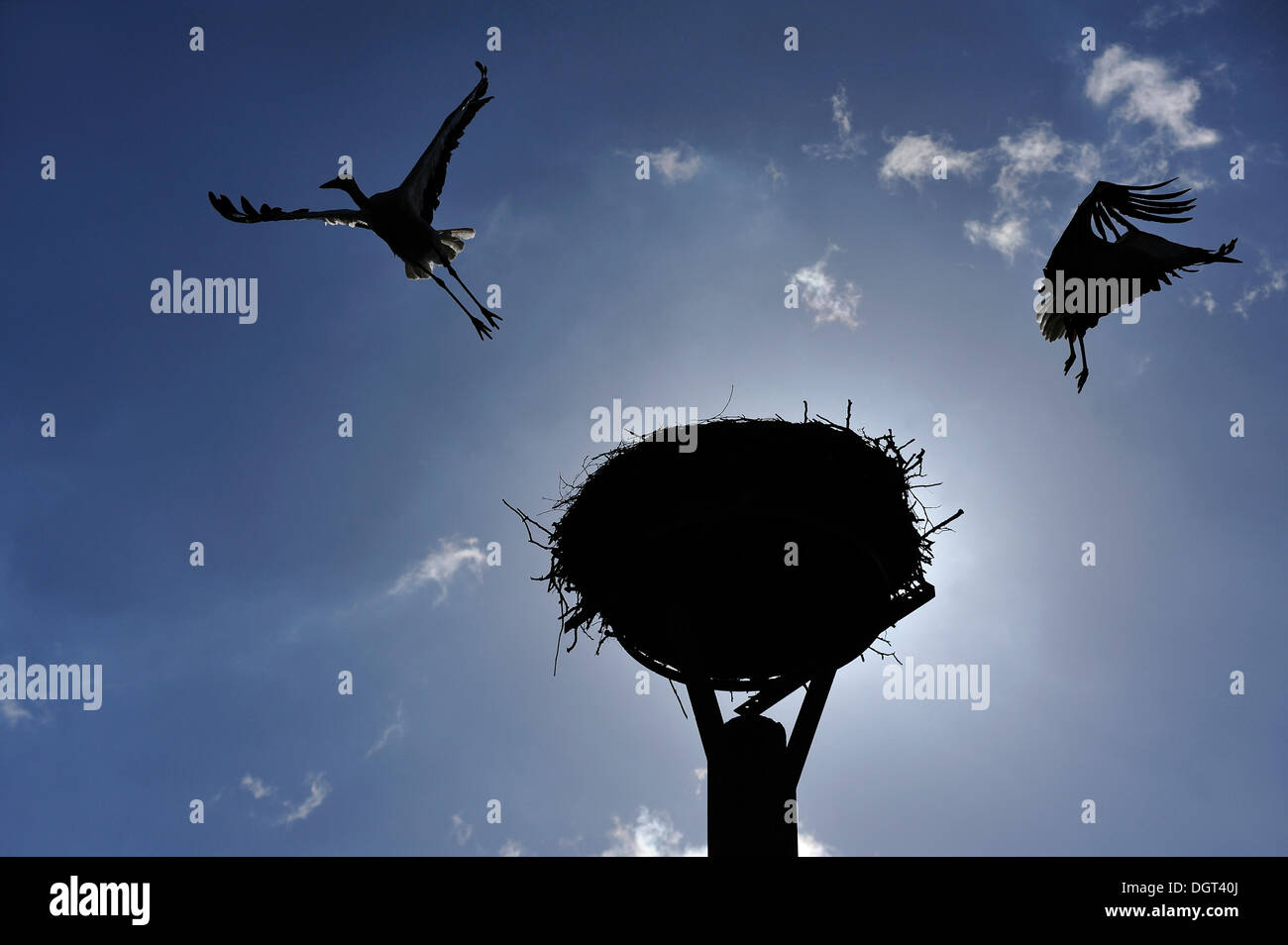 Cigognes blanches (Ciconia ciconia) quitter le nid de cigogne, silhouetté contre un ciel bleu, Kuhlrade, Mecklembourg-Poméranie-Occidentale Banque D'Images