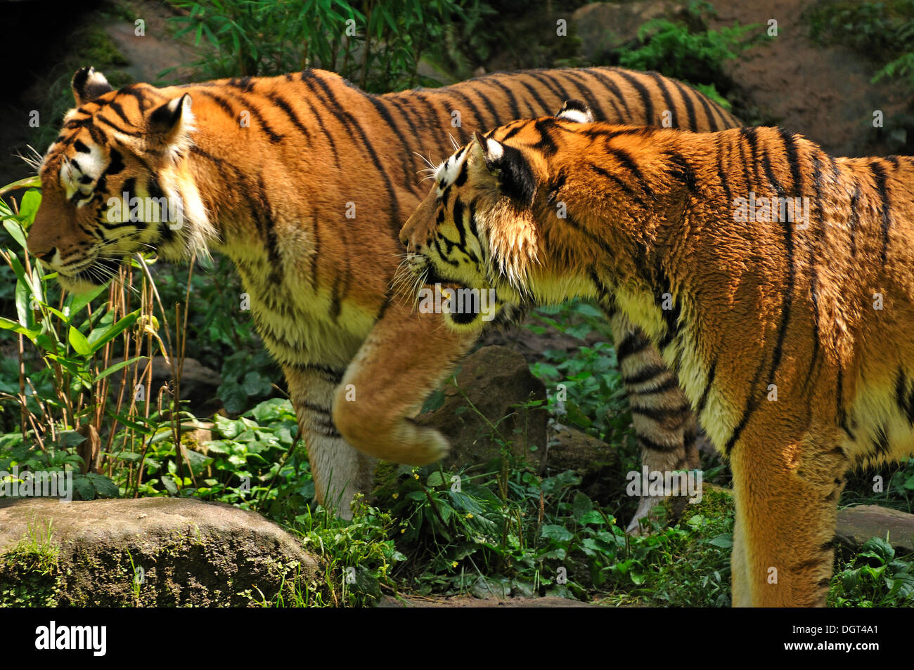 Paire de tigres de Sibérie (Panthera tigris altaica), Zoo de Nuremberg, Am Tiergarten 30, Nuremberg, Middle Franconia, Bavaria Banque D'Images