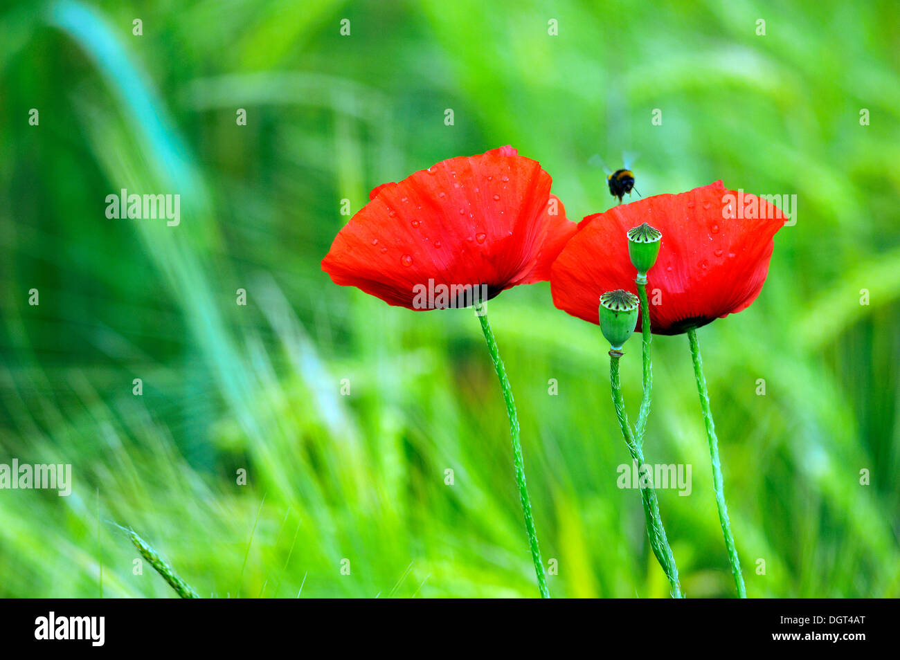 Maïs en fleurs coquelicots (Papaver rhoeas) et de semences, les navires avec des gouttes de Kleingeschaidt, Middle Franconia, Bavaria Banque D'Images
