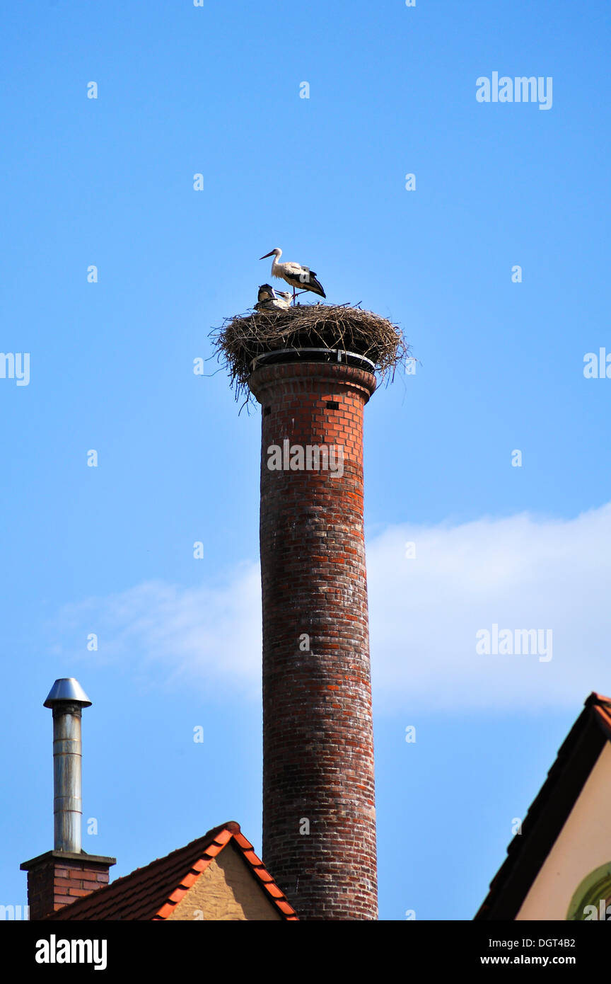 Cigognes blanches (Ciconia ciconia) perchés sur leur nid sur l'ancienne cheminée d'une ancienne brasserie, Gustavstrasse Street, Fürth Banque D'Images