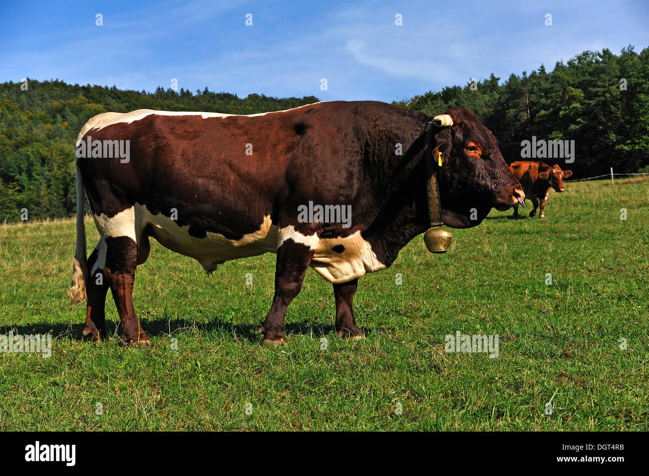 Bull dans un pâturage, Weissbach, Middle Franconia, Bavaria, PublicGround Banque D'Images