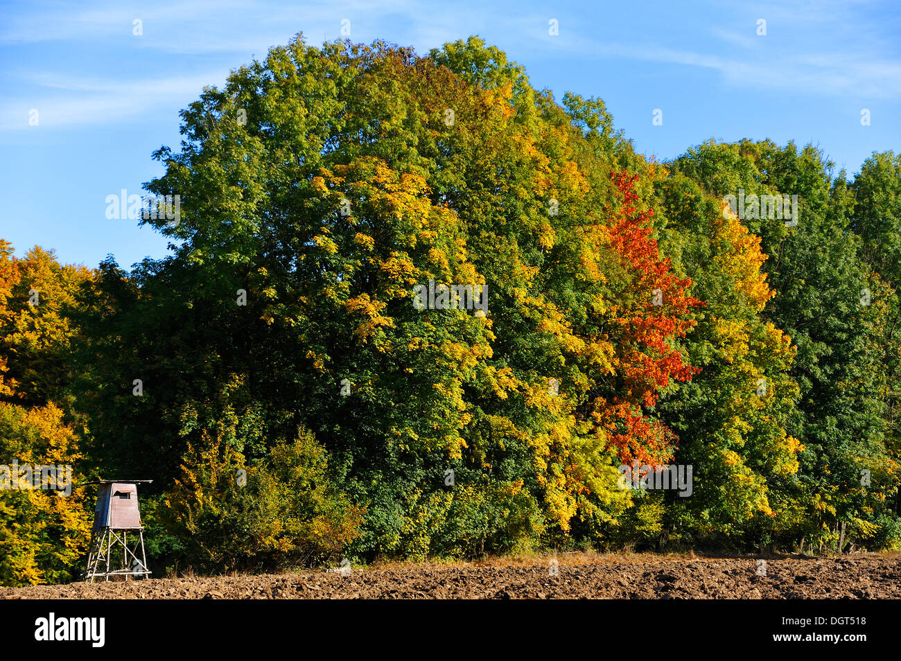 Deerstand dans une forêt en automne, couleurs, Algersdorf Suisse franconienne, Middle Franconia, Bavaria, PublicGround Banque D'Images