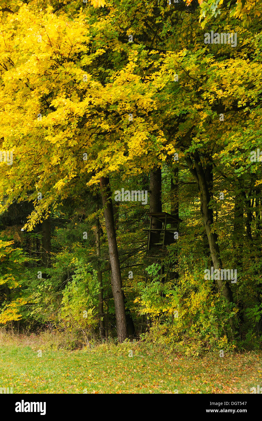 Deer se tenir sur le bord d'une clairière de la forêt en automne, la Suisse franconienne, Enzenreuth, Middle Franconia, Bavaria, PublicGround Banque D'Images