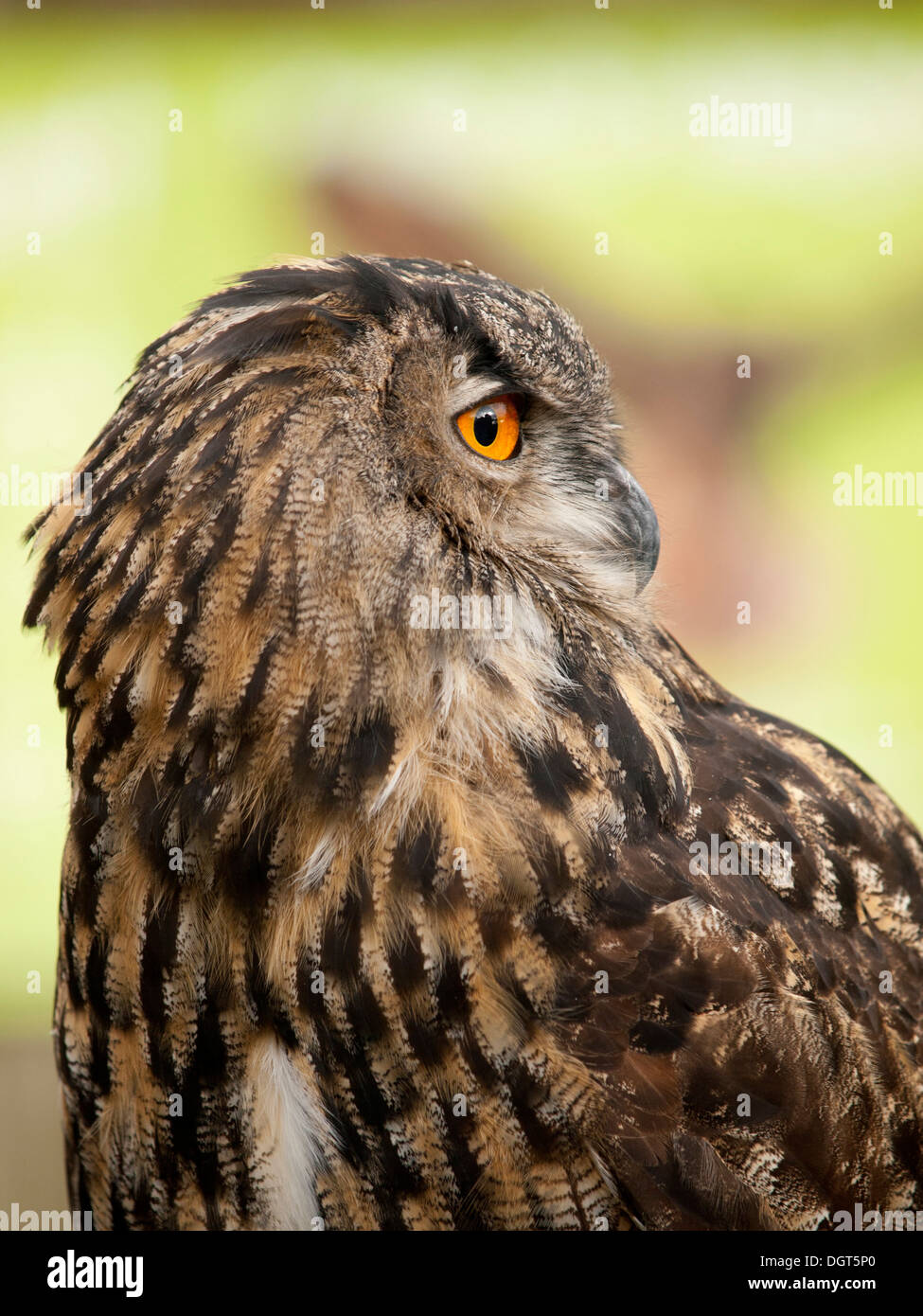 Portrait d'une eurasienne (bubo lacteus bobu) Banque D'Images