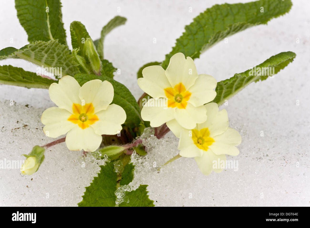 Primevères, Primula vulgaris, en fleurs après de fortes chutes de neige tardive, mars 2013. Banque D'Images