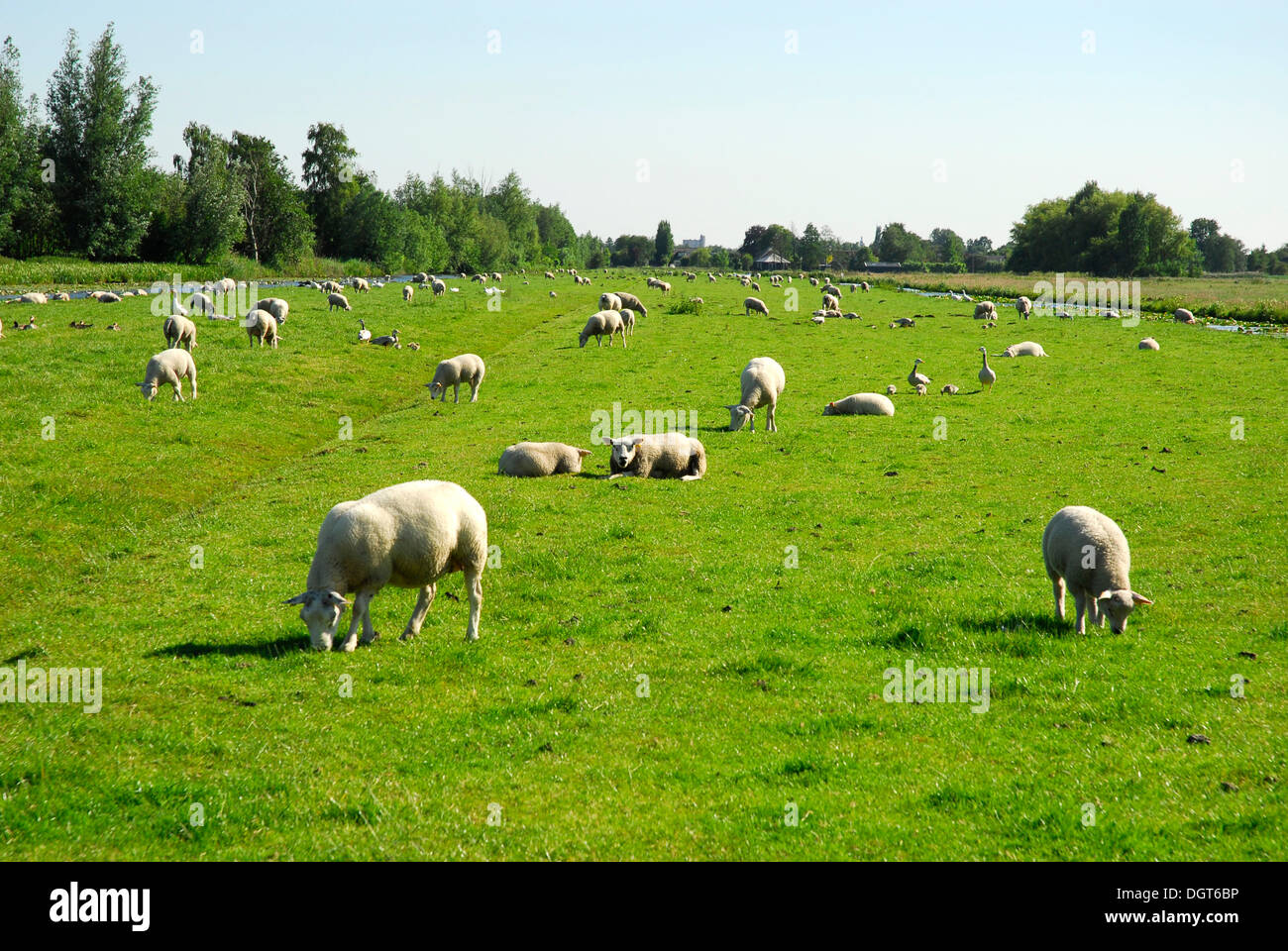 Moutons dans un paysage de polders, paysage entre Gouda, Oudewater et Reeuwijk, Zélande, Hollande méridionale, Pays-Bas Banque D'Images