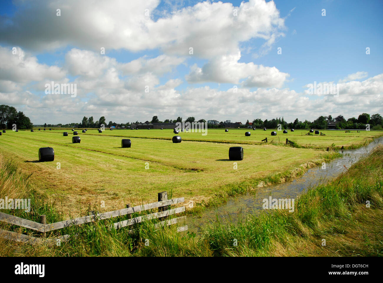 Récolte dans un paysage de polders, paysage entre Gouda, Oudewater et Reeuwijk, Zélande, Hollande méridionale, Pays-Bas Banque D'Images