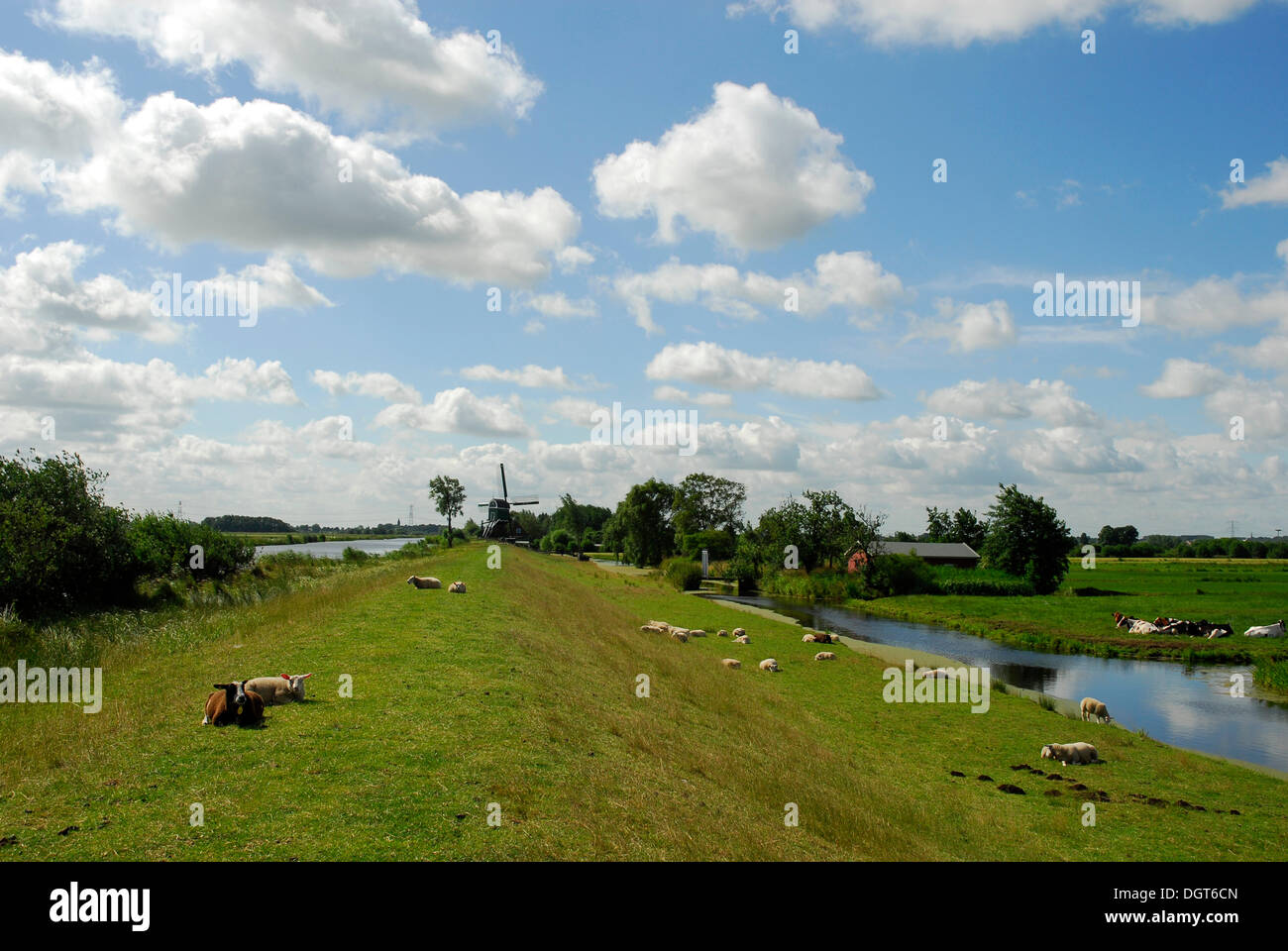 Paysage de polders, paysage entre Gouda, Oudewater et Reeuwijk, Zélande, Hollande méridionale, Pays-Bas, Europe Banque D'Images