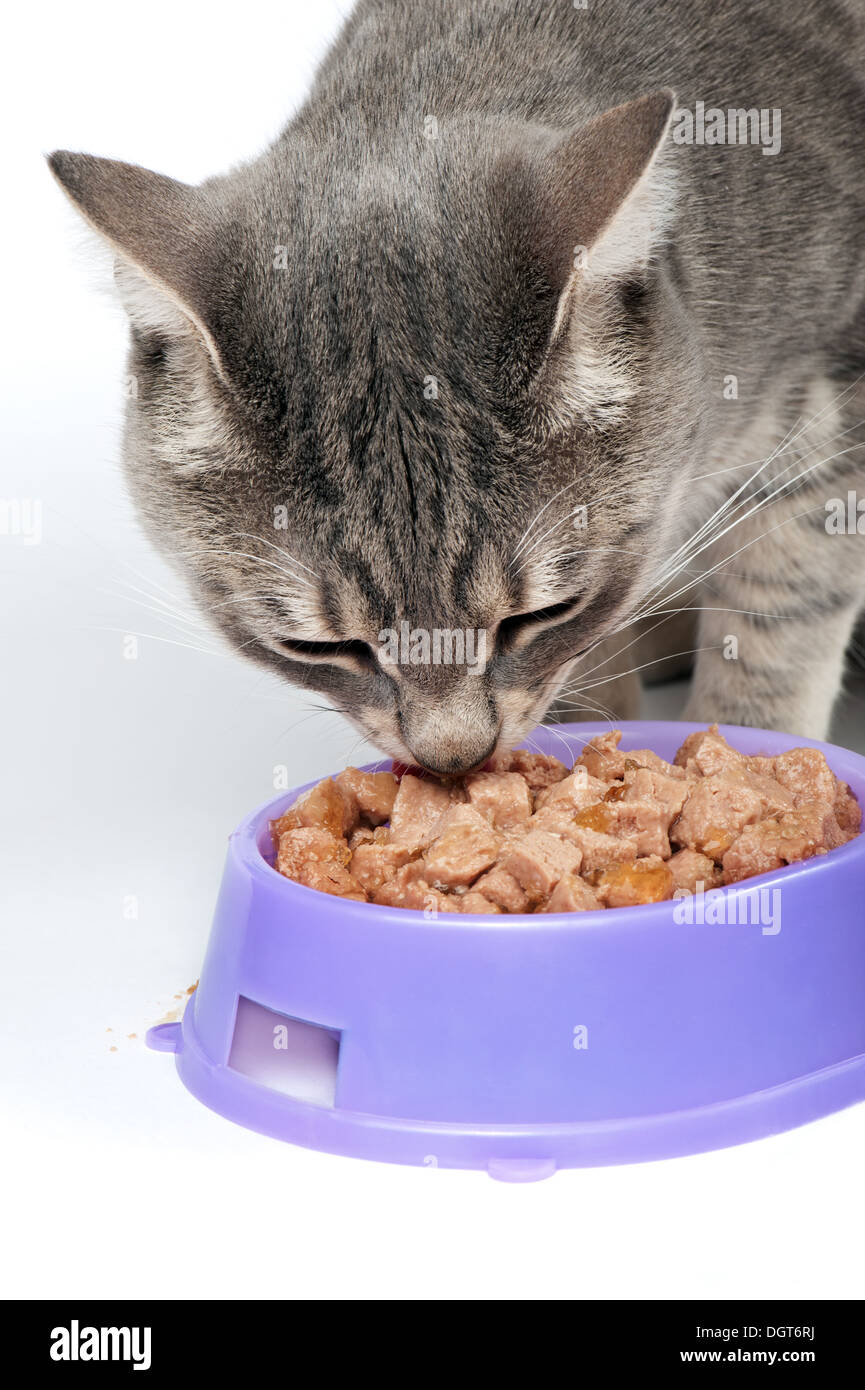 Close-up of cat de manger des aliments à partir d'un bol Banque D'Images
