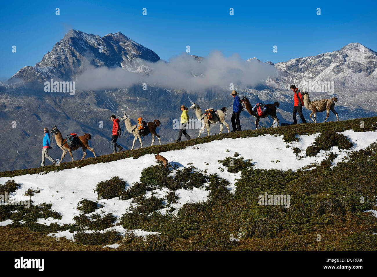 Visite de Lama au sommet de la montagne dans le Weibele Boeses Defregger Carniques Dolomites, Groupe, Lienz, la vallée de Pusteria Banque D'Images
