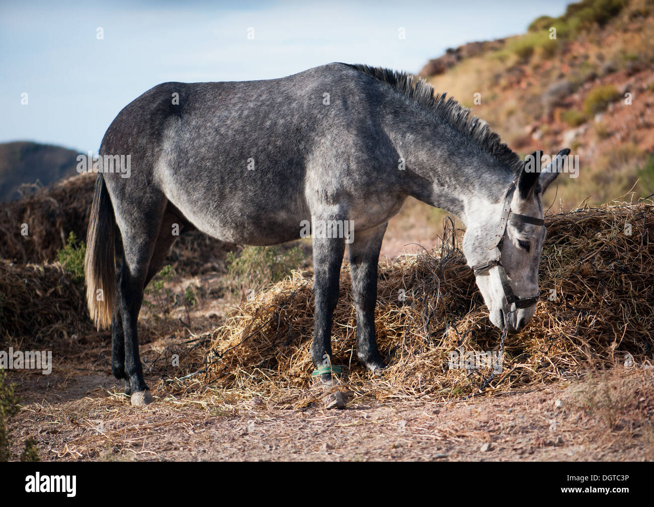 Grand âne gris paille manger sur un arrière-plan de la nature Banque D'Images