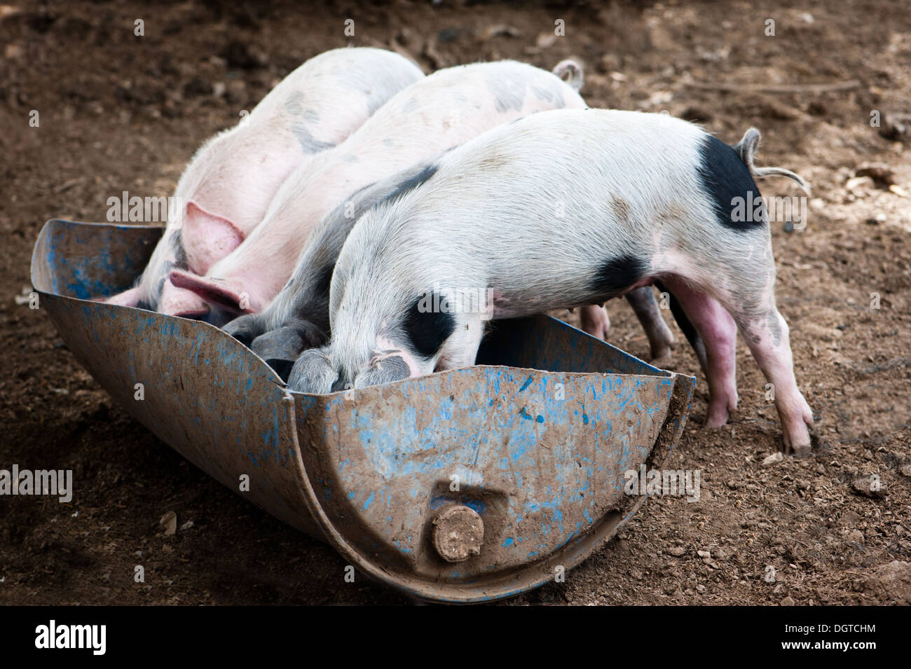 Quatre petits cochons mangent dans la grange Banque D'Images