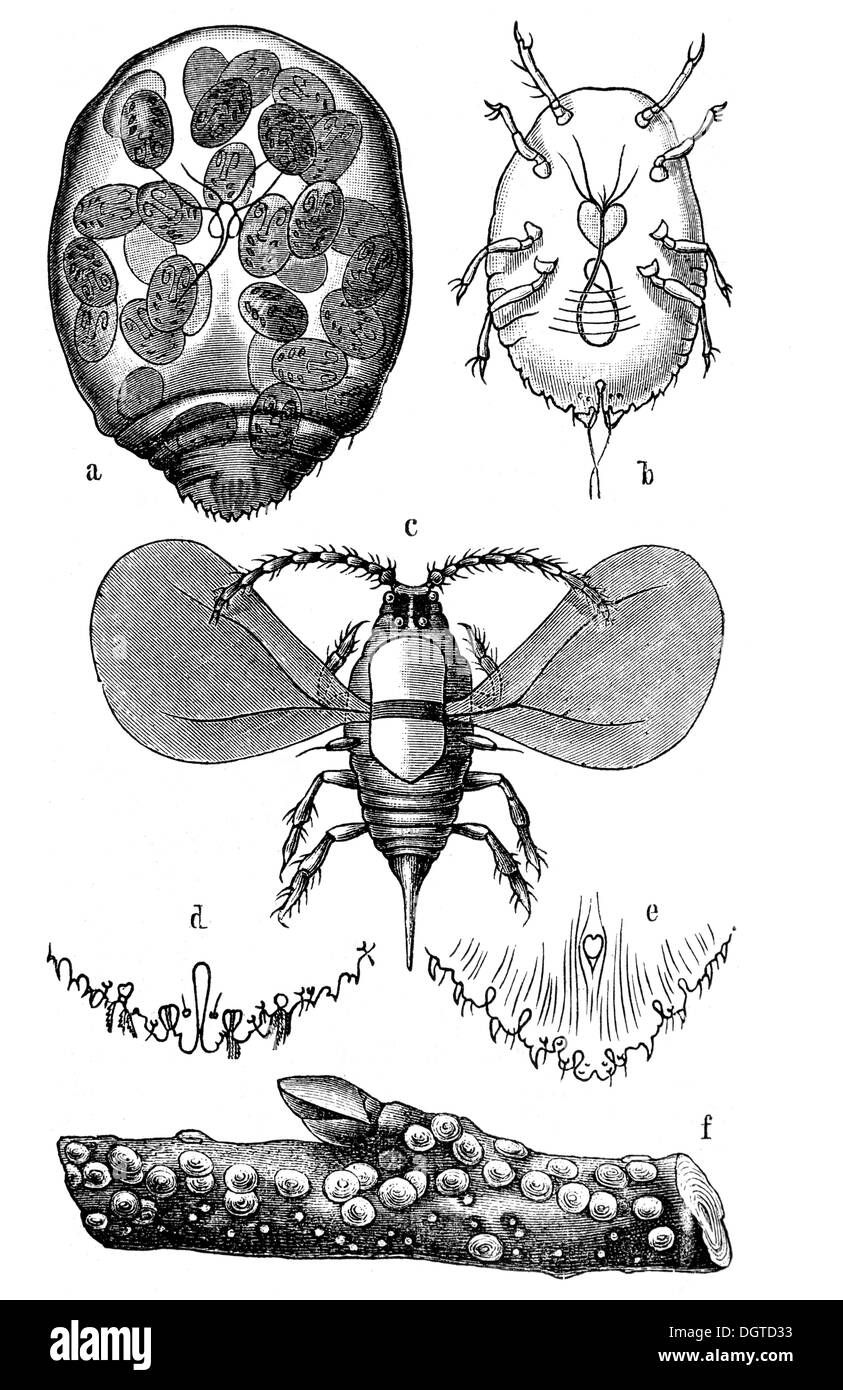 San José, une femelle gravide, b larve, c hommes, f branche avec œufs, illustration, Meyers Konversations-Lexikon encyclopédie canadienne Banque D'Images San José, une femelle gravide, b larve, c hommes, f branche avec œufs, illustration, Meyers Konversations-Lexikon encyclopédie canadienne Banque D'Images