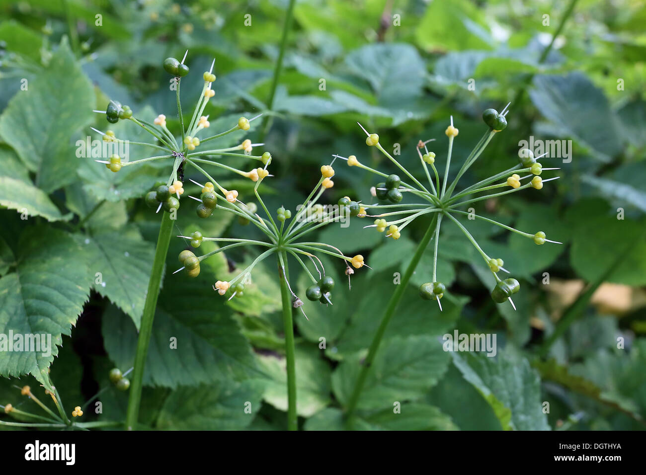 L'ail des ours, Allium ursinum, Seed head Banque D'Images