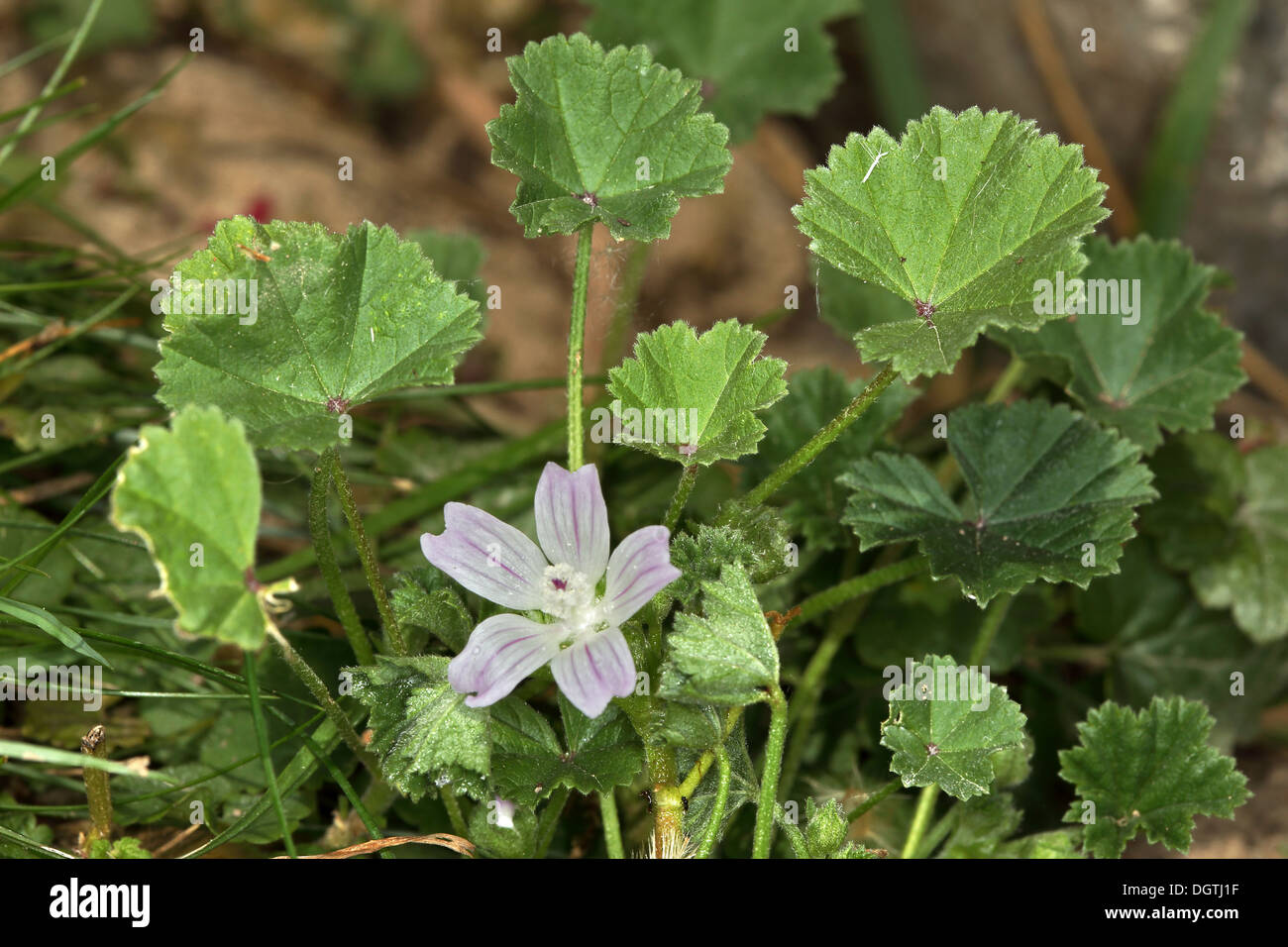 Malva neglecta, mauve Banque D'Images