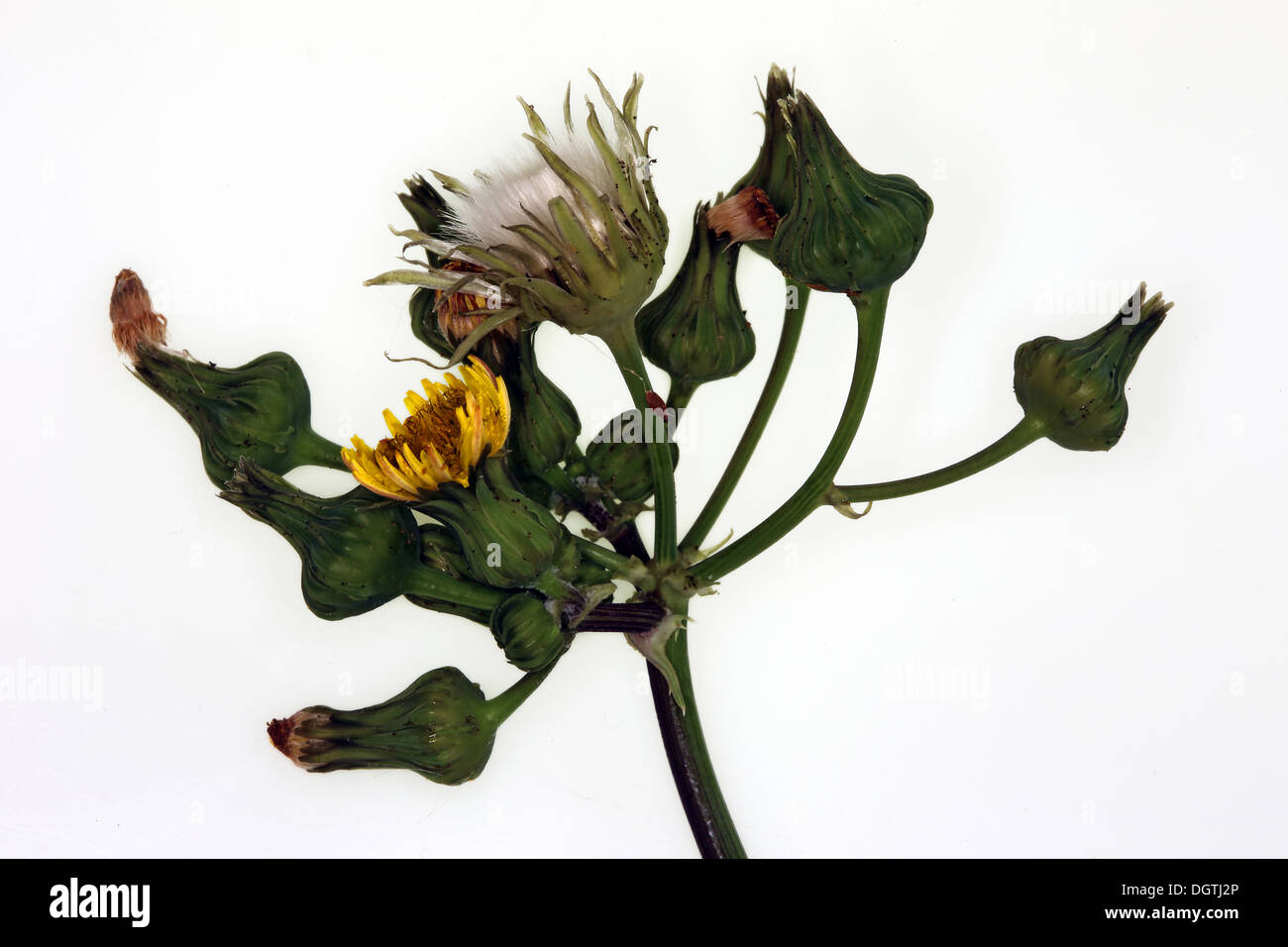 Bordée de Sharp, laiteron Sonchus asper Banque D'Images