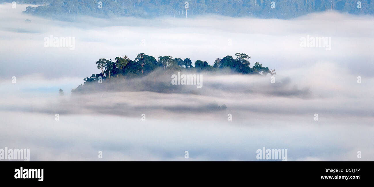 Les arbres forestiers de l'île de pluie tôt le matin de nuage dans le Danum Valley de Sabah Bornéo Banque D'Images