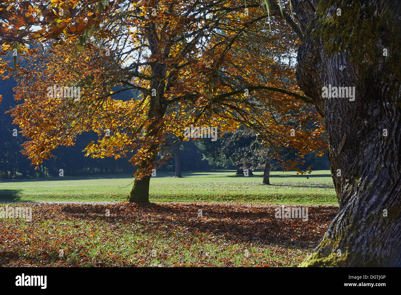 Une journée ensoleillée d'automne dans le parc Zumwalt. Banque D'Images