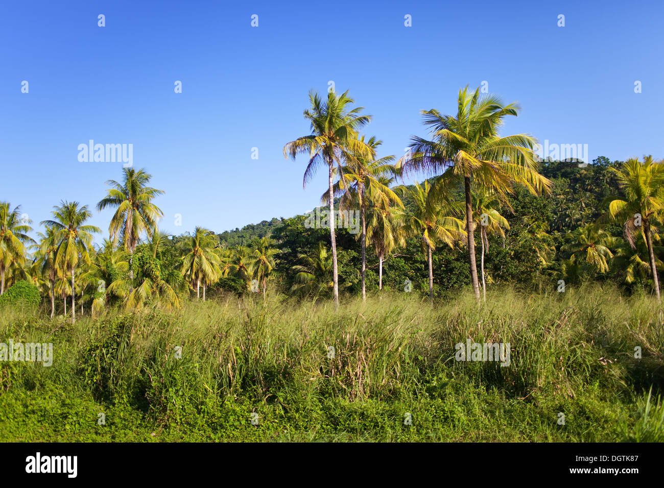 La Jamaïque. La nature tropicale Banque D'Images
