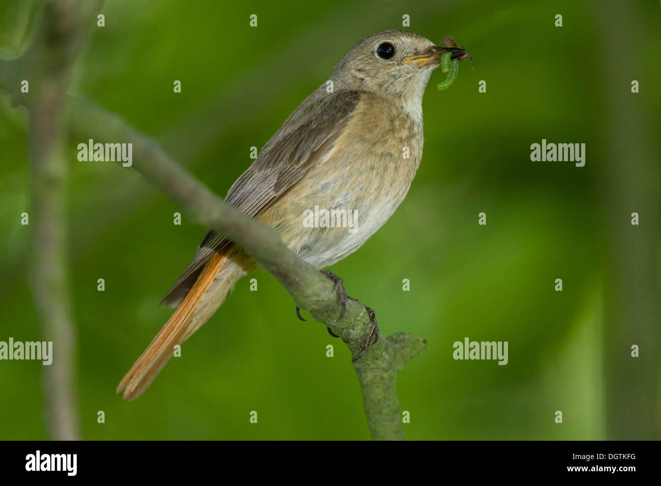 Paruline flamboyante (Phoenicurus), femme, Thuringe Banque D'Images