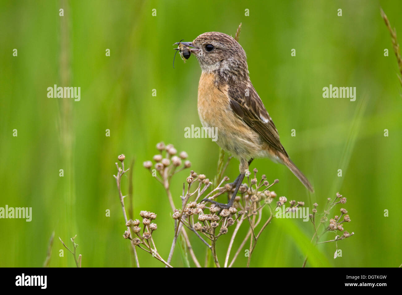 European Stonechat (Saxicola rubicola), femelle avec de la nourriture, du lac Neusiedler See, Burgenland, Autriche, Europe Banque D'Images