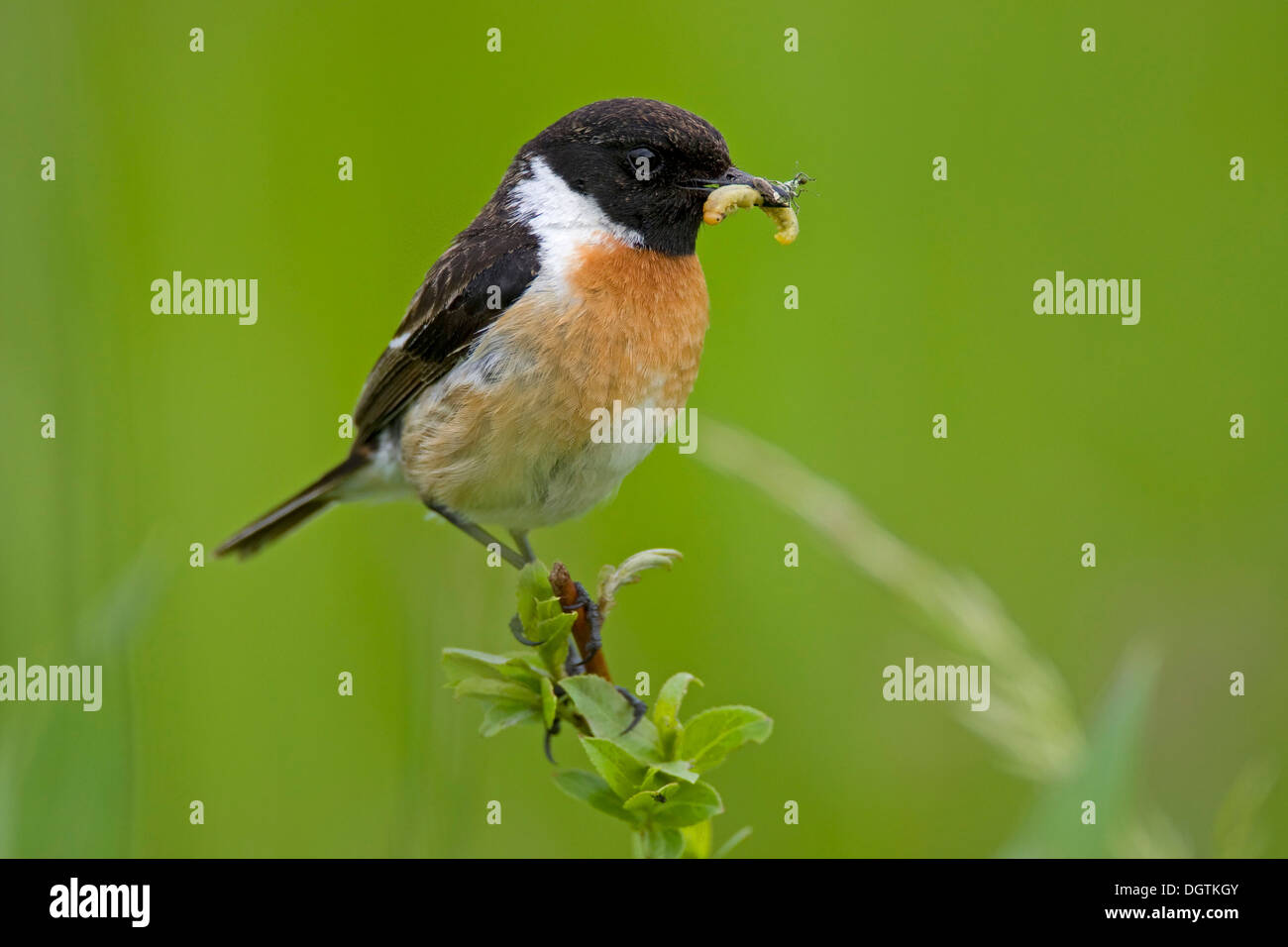 European Stonechat (Saxicola rubicola), homme avec la nourriture, le lac Neusiedler See, Burgenland, Autriche, Europe Banque D'Images