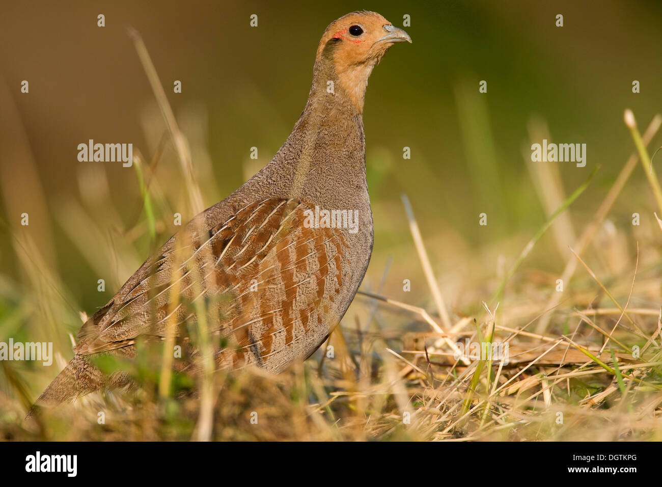 La perdrix grise (Perdix perdix), homme, Thuringe Banque D'Images