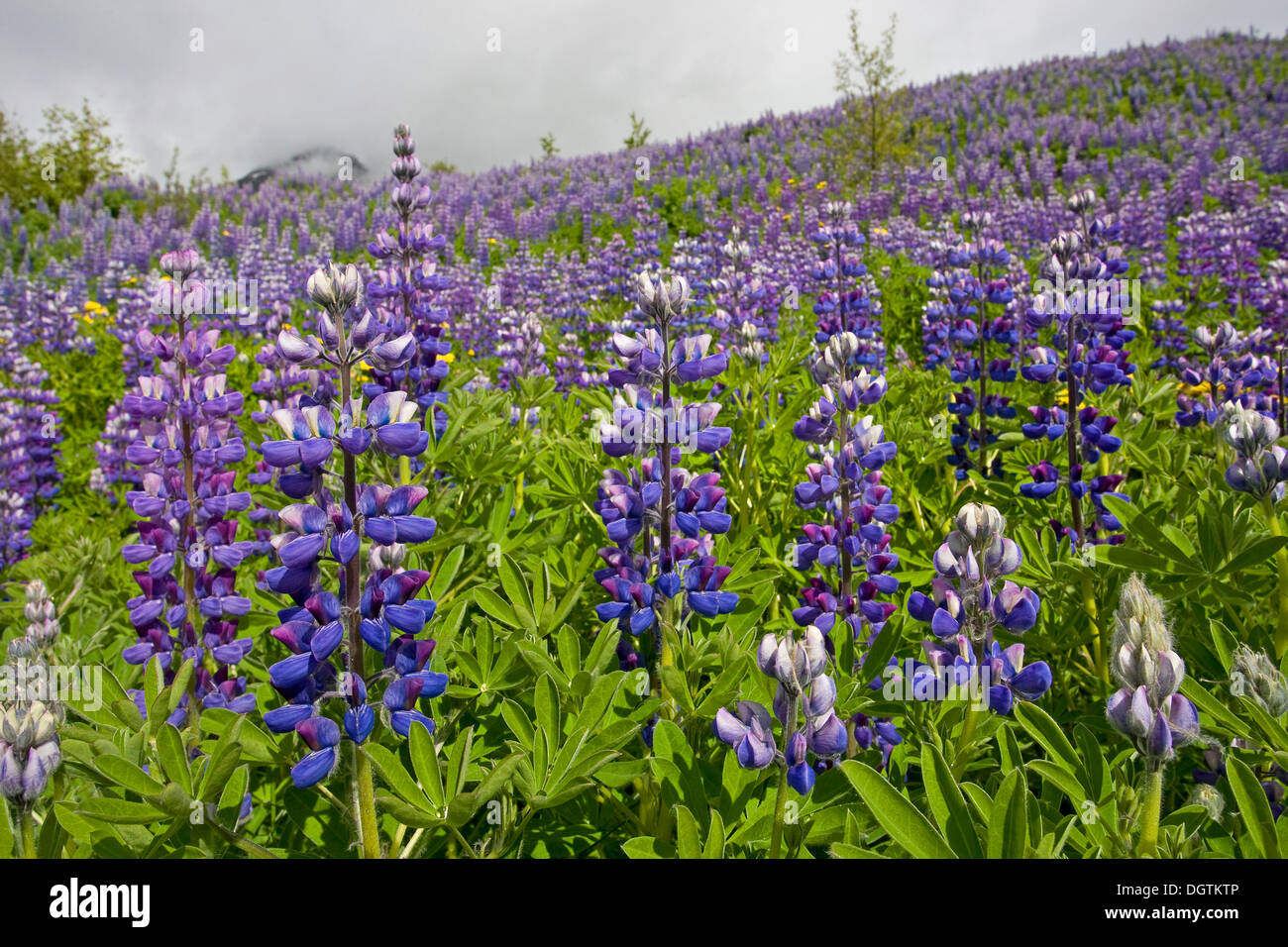 Lupin lupinus nootkatensis Banque de photographies et d’images à haute