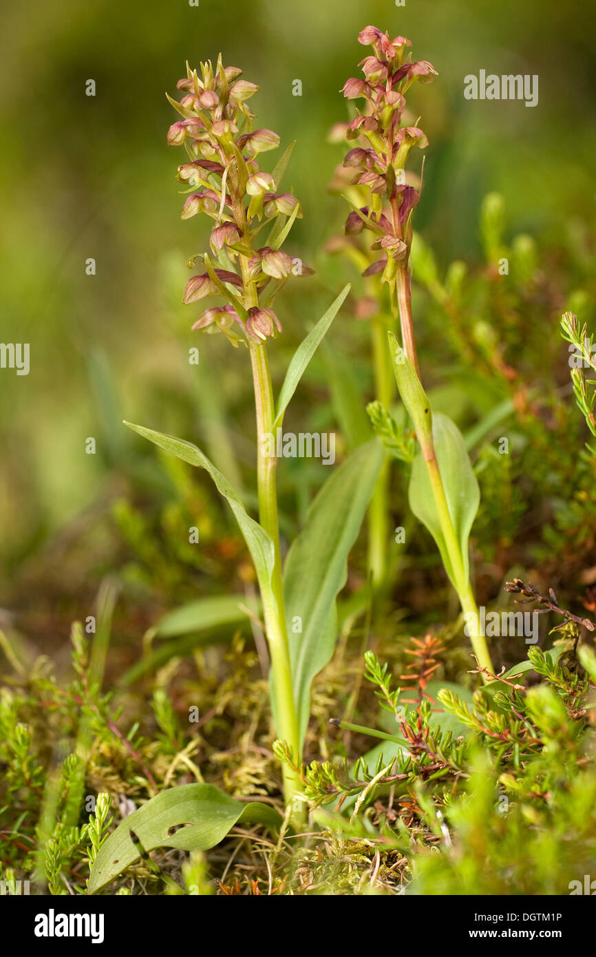 Frog Orchid ou Long-Bracted Orchidée vert (Coeloglossum viride), Islande, Europe Banque D'Images