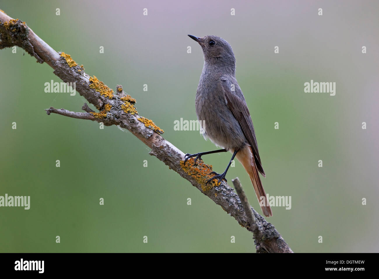 Rougequeue noir (Phoenicurus ochruros), les jeunes, la Thuringe Banque D'Images
