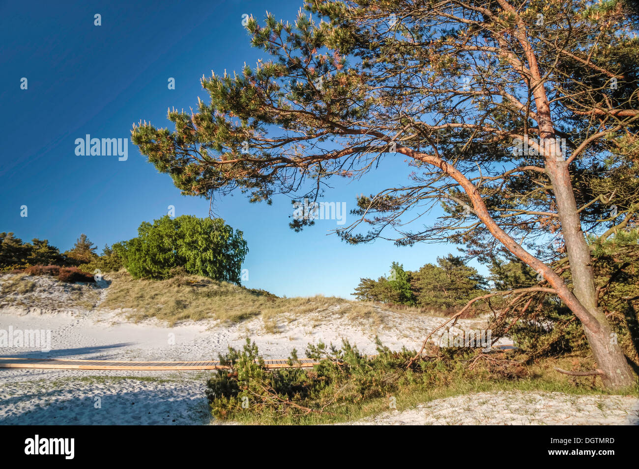 Sur la plage de sable de pins sur la côte sud de Bornholm, Danemark Dueodde près de Banque D'Images