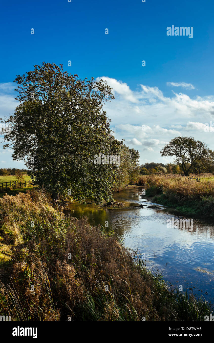 Les frênes en octobre surplombant Driffield Beck, Wansford. East Yorkshire, Angleterre, Royaume-Uni Banque D'Images