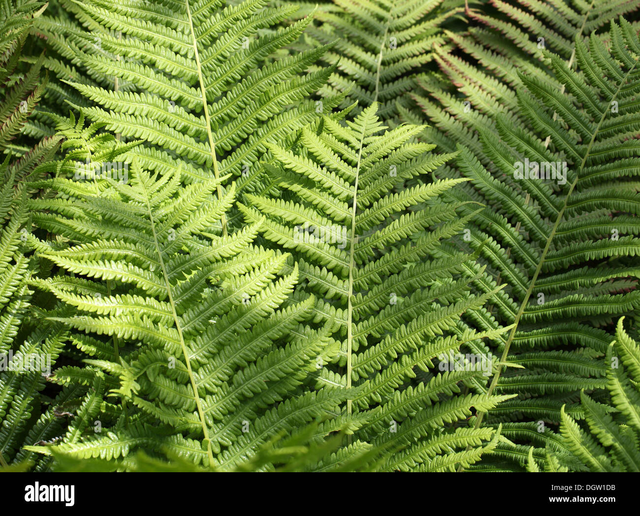 Feuille de fougère vert close up Banque D'Images