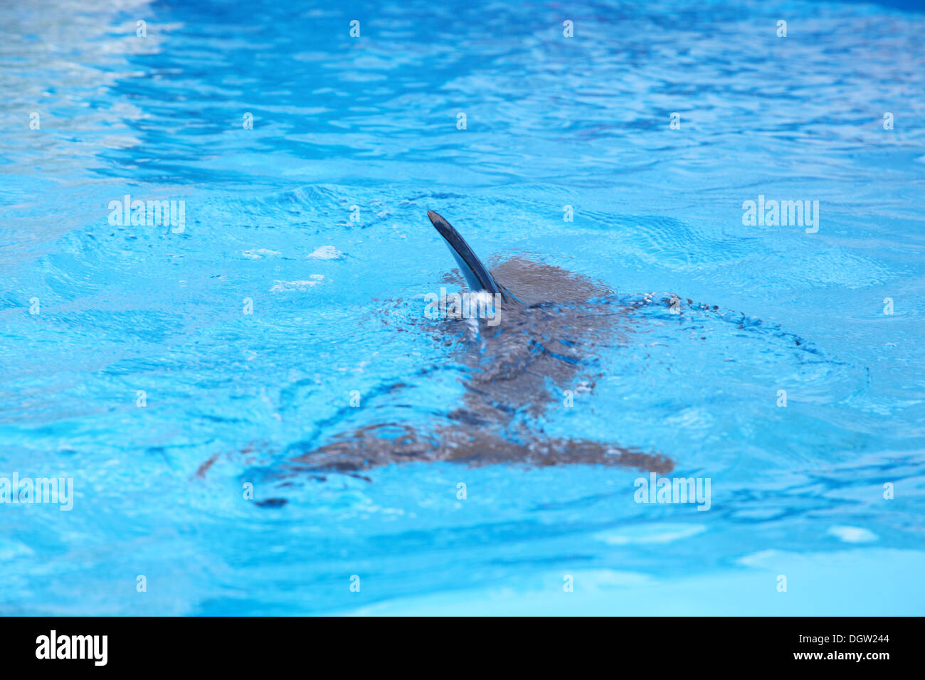 Dolphin dans l'eau claire Banque D'Images