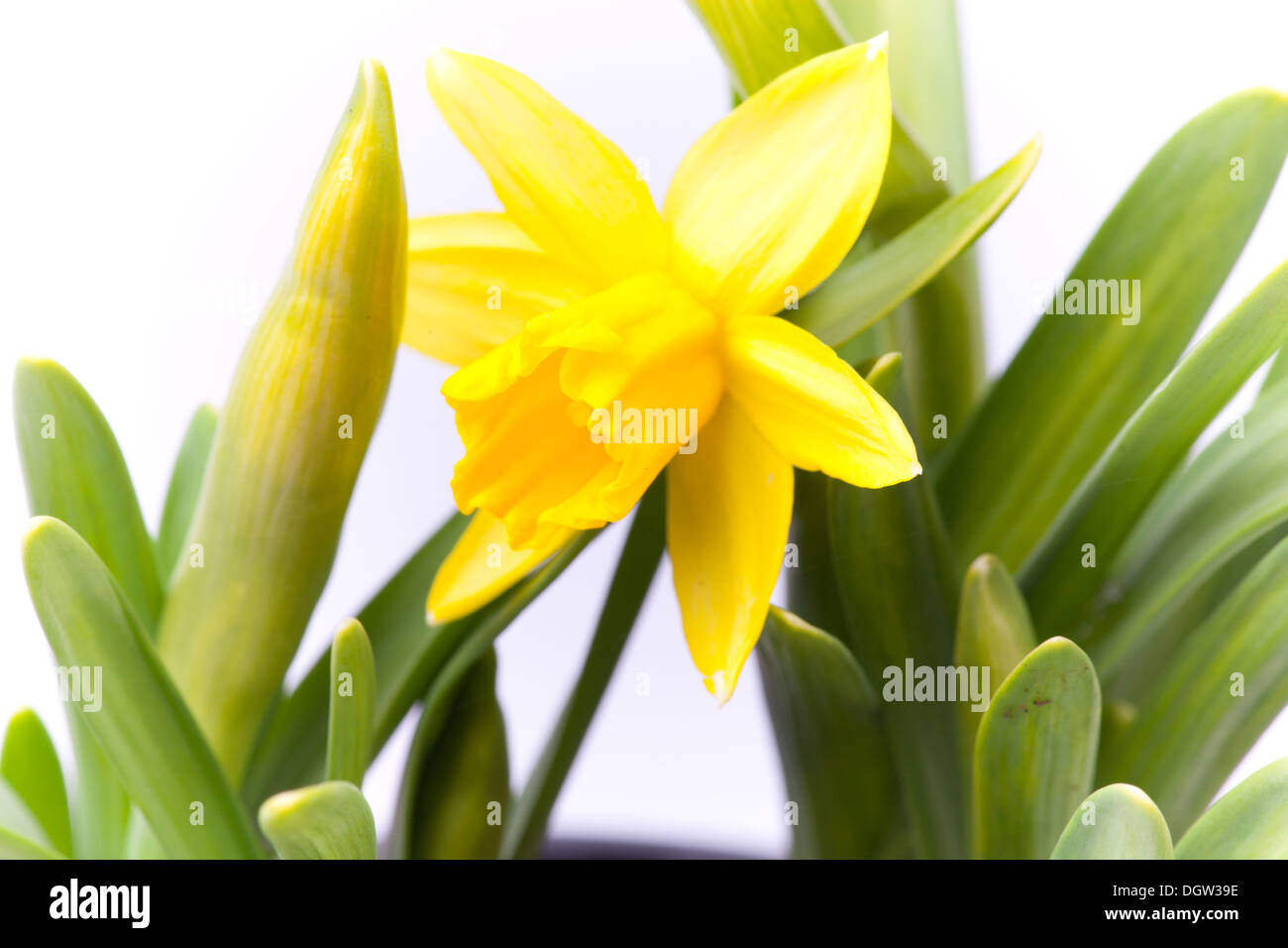 Belle jonquille jaune sur fond blanc Banque D'Images