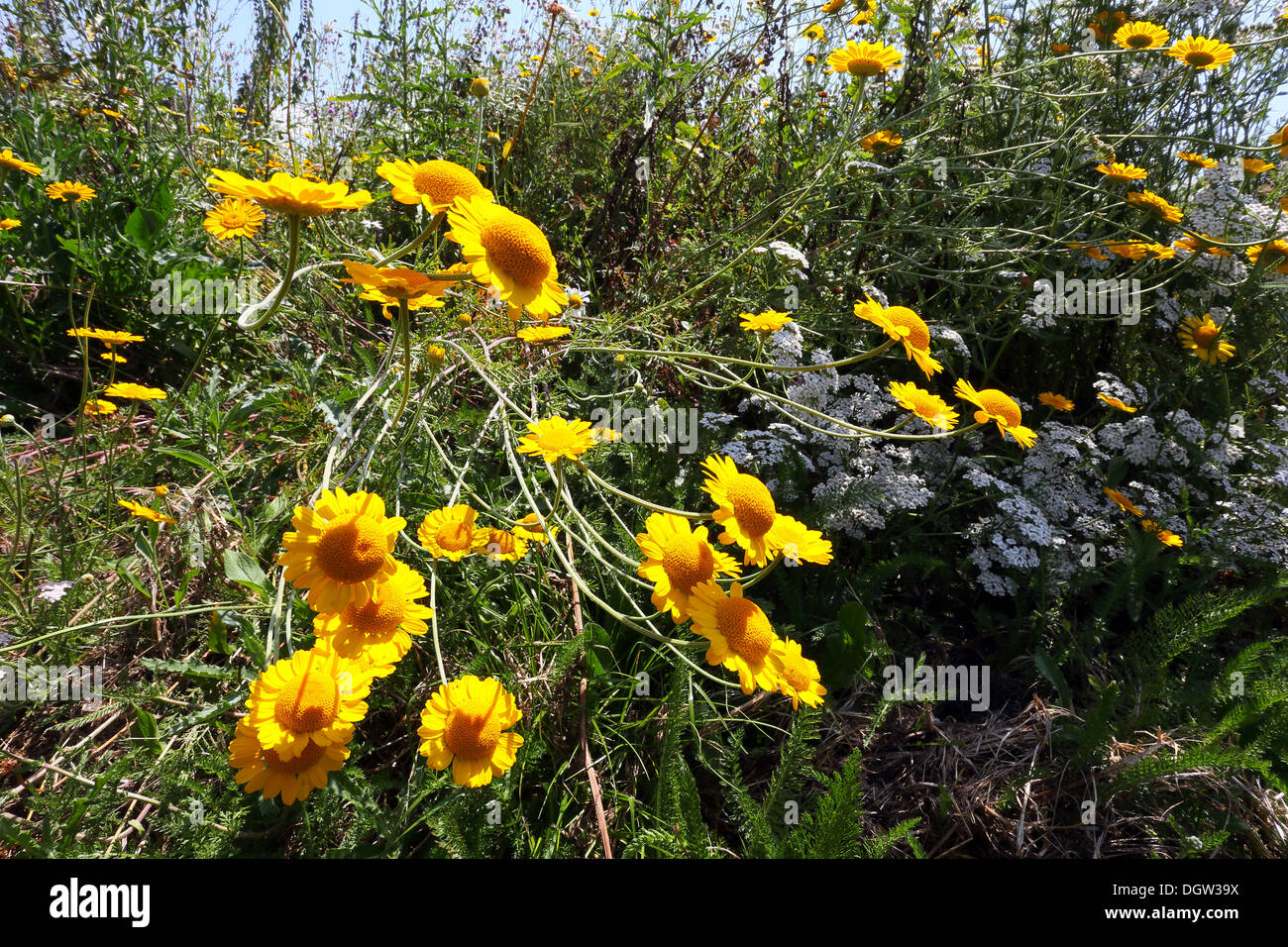 Golden Marguerite, Anthemis tinctoria Banque D'Images