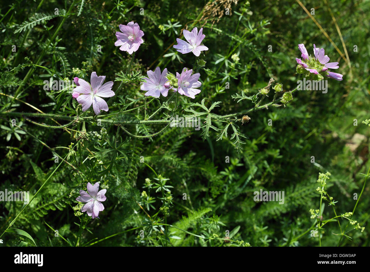 Malva moschata, Musc-mallow Banque D'Images
