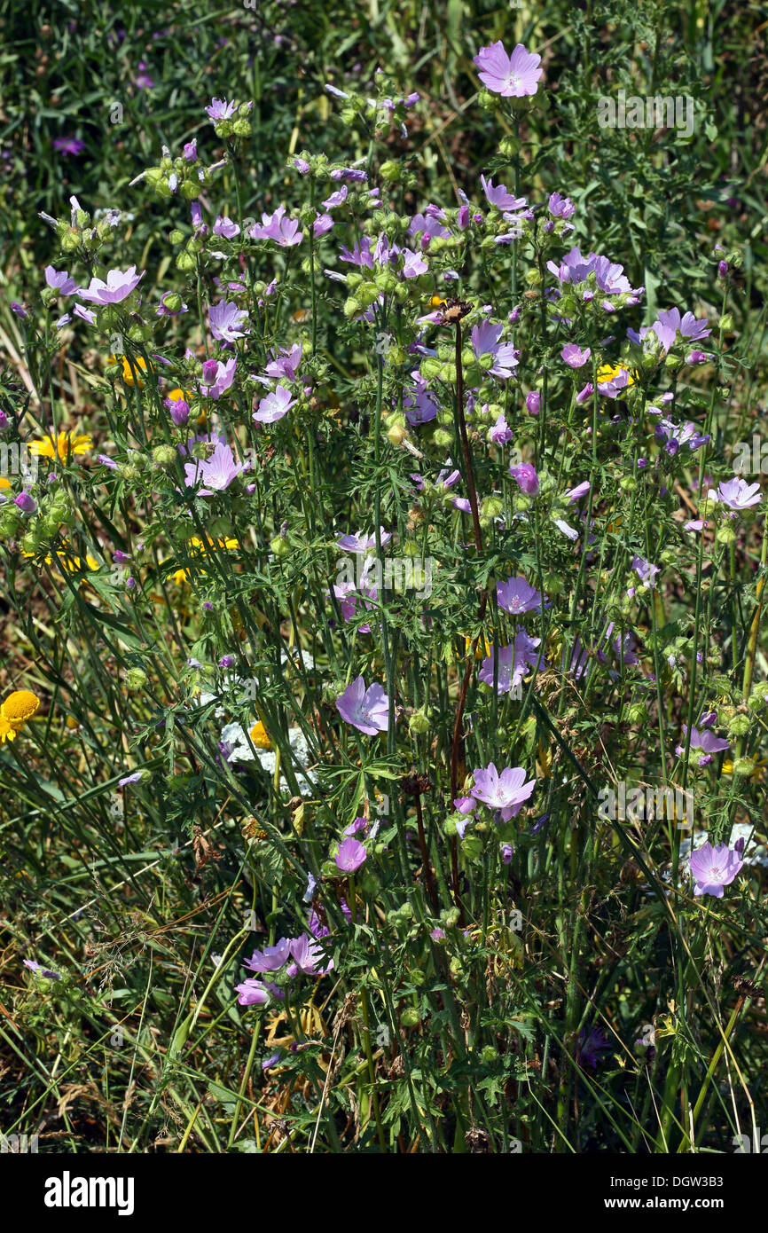 Malva moschata, Musc-mallow Banque D'Images
