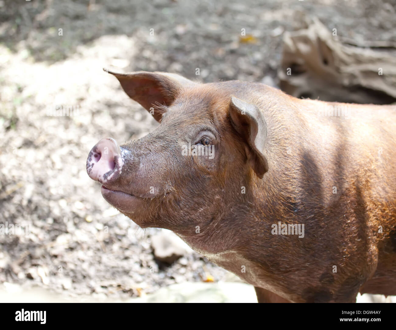 Le gros cochon Banque D'Images