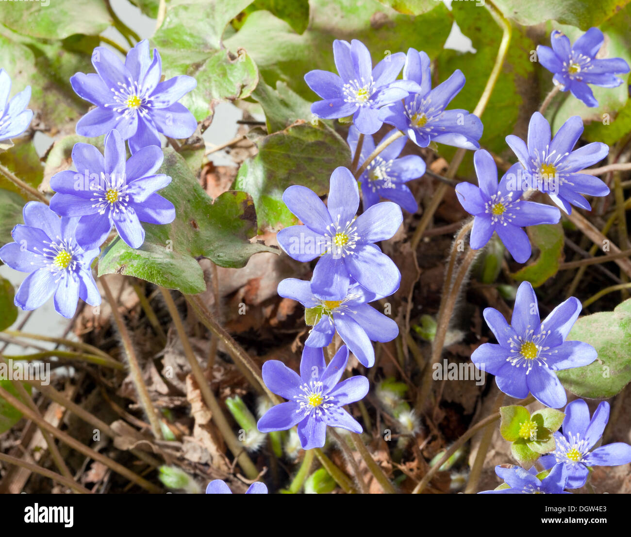 Les premières fleurs de printemps - perce-neige Banque D'Images