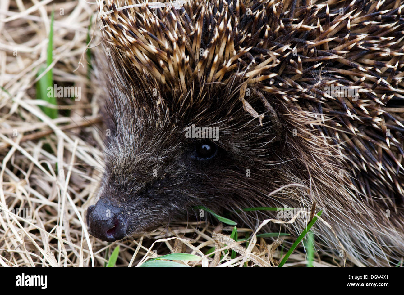 Hedgehog dans une herbe Banque D'Images