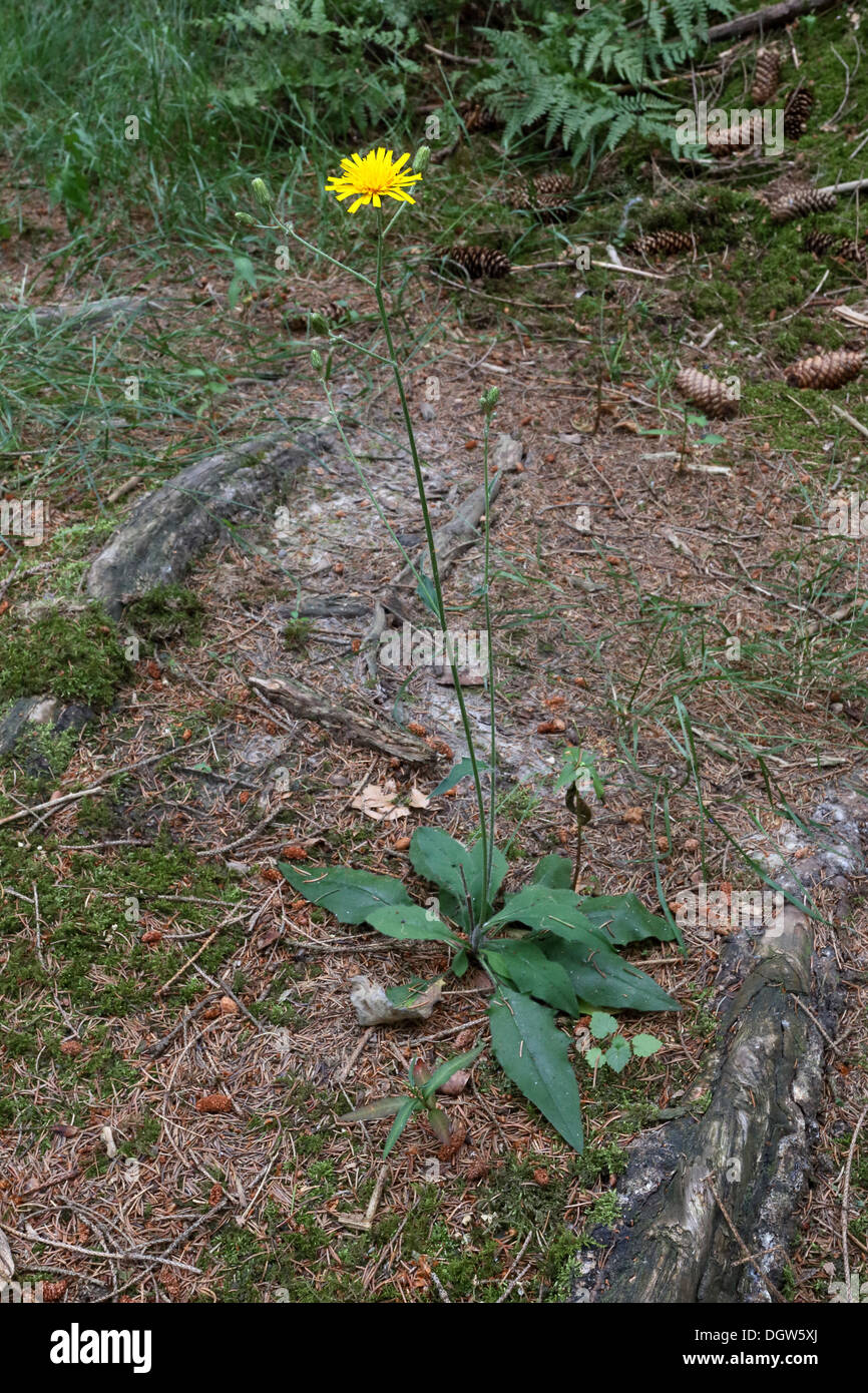 Hieracium lachenalii commun, l'épervière Banque D'Images