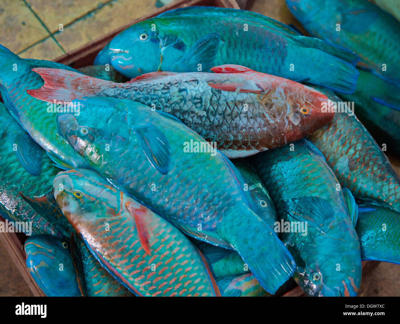 Perroquet Bleu en vente dans un marché aux poissons à Mombasa au Kenya Banque D'Images