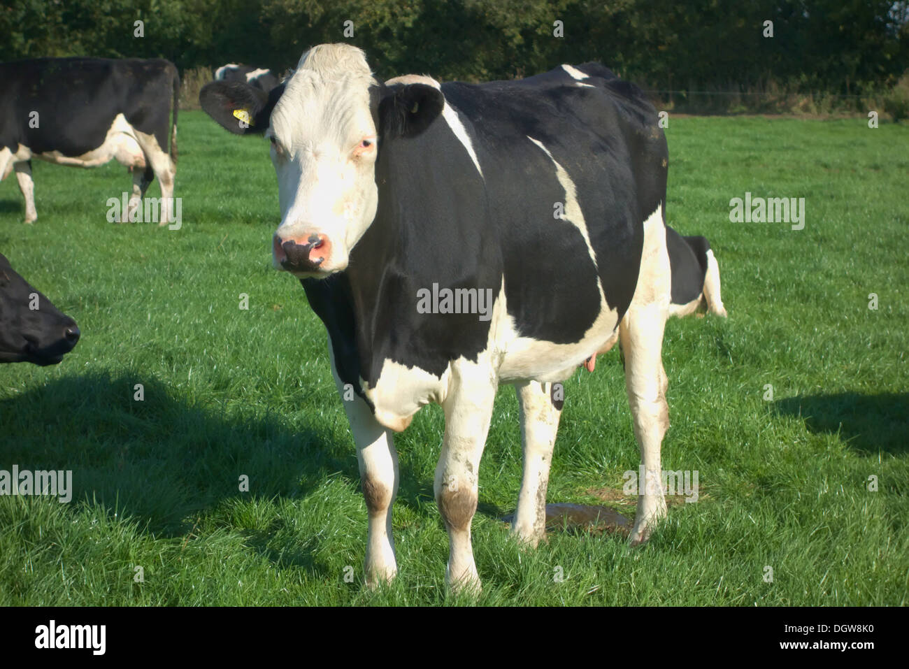 Vaches montbéliardes exclusivement Croix-Rouge et du Swedish croiser les animaux Banque D'Images