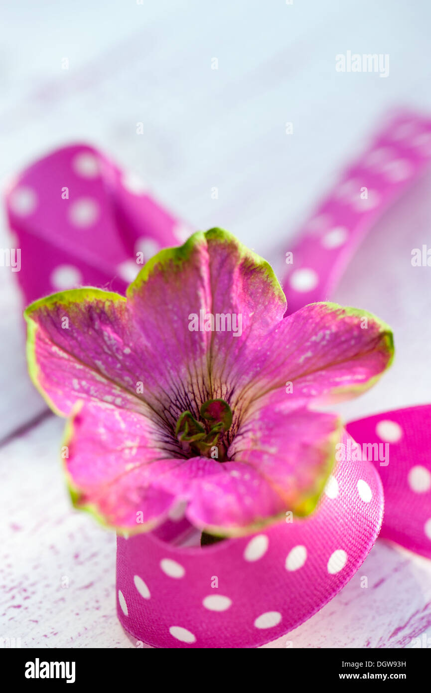 Pétunia rose blossom Banque D'Images